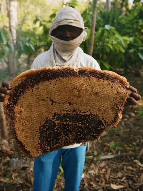 Madu Hutan Asli